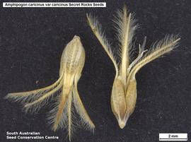   Fruits:   Amphipogon caricinus  var.  caricinus ; Photo by South Australian Seed Conservation Centre, used with permission
